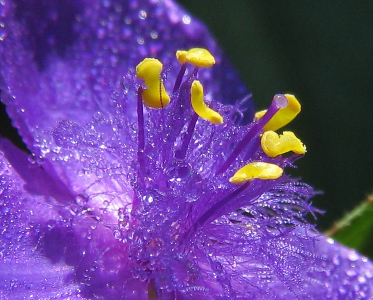 ترادسکانتیا ویرجینیانا